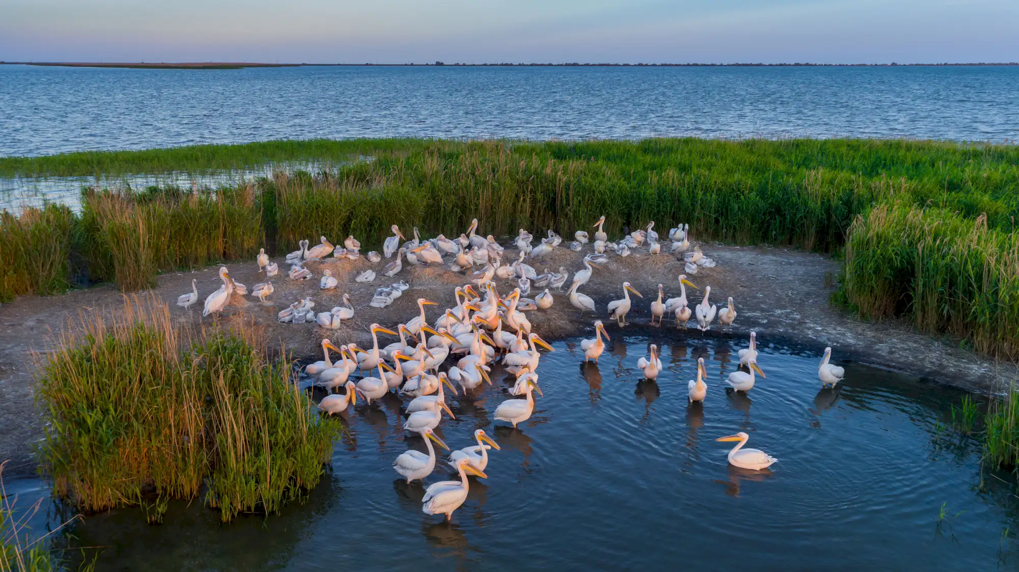 Delta Dunării - Pelicani